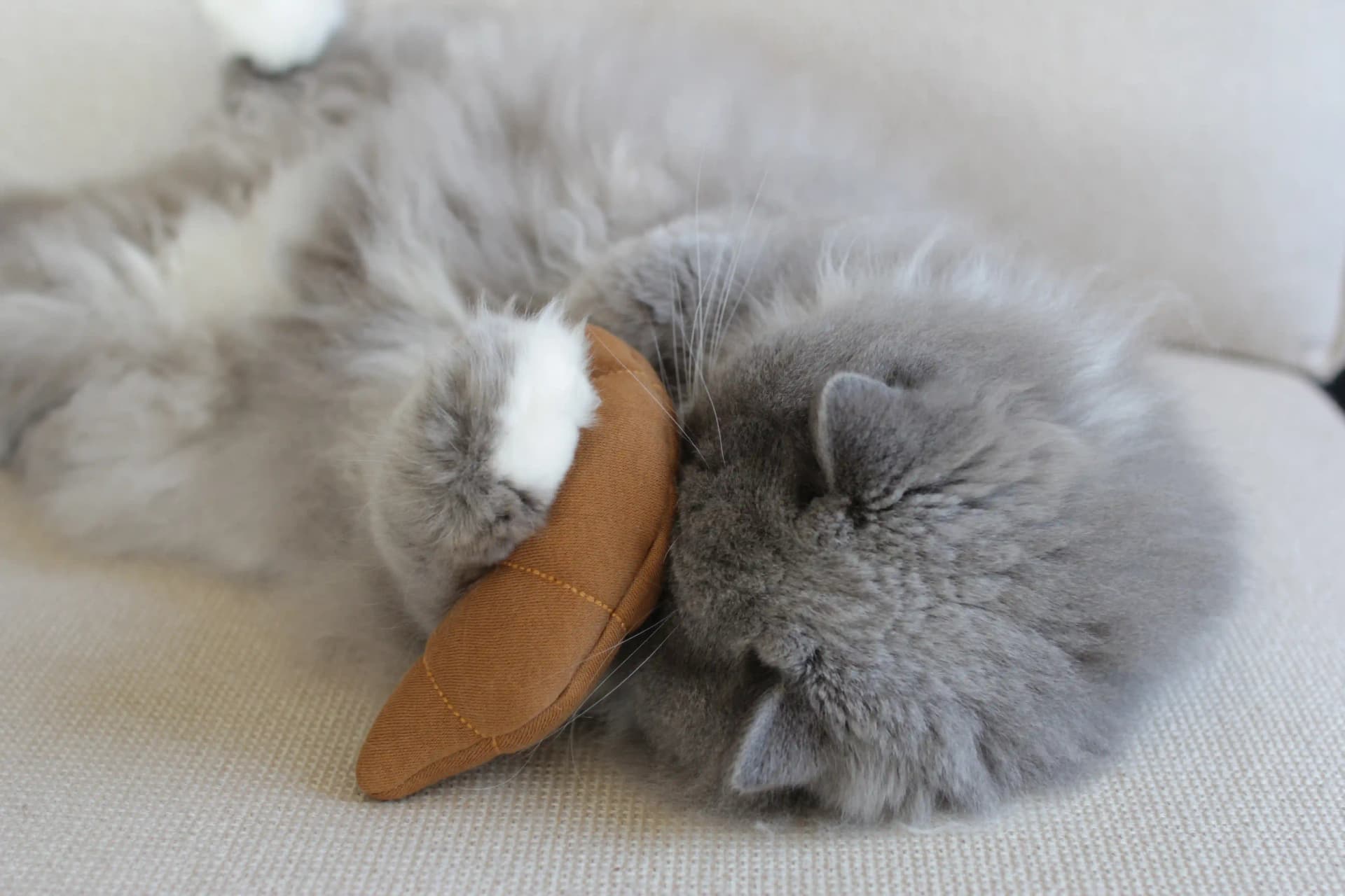 Pookie de Ponoto joue avec Le Croissant