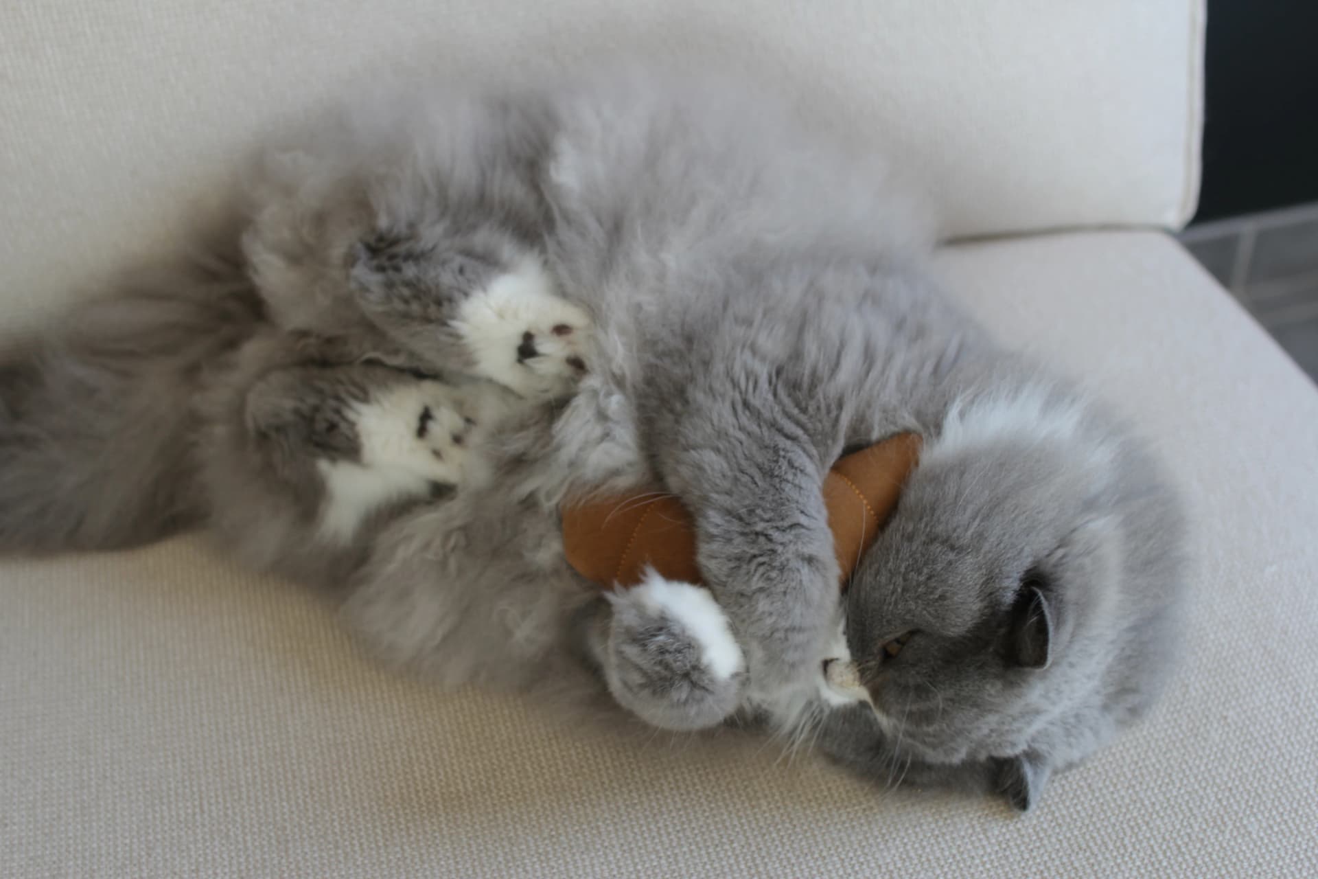 Pookie joue avec Le Croissant