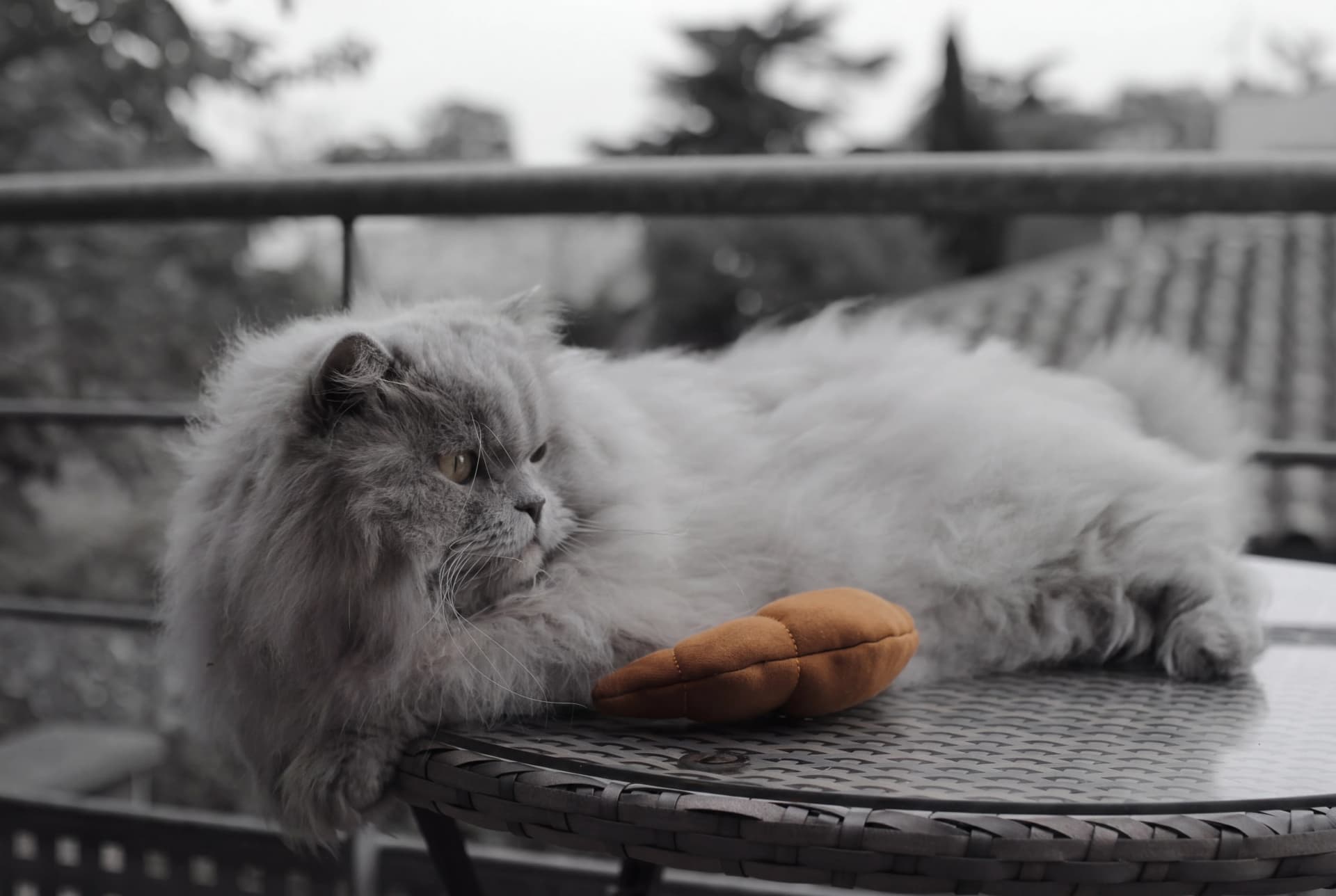 Thelonious avec Le Croissant